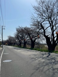 桜開花情報♪その１